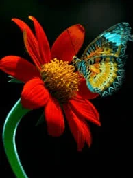 PŘIJMU DOMINU,SUBINU,SWITCH