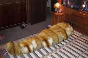 Furbondage