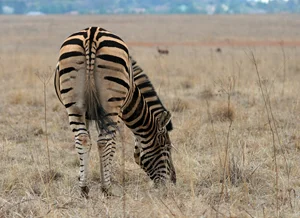 Chceš mít zadek pruhovaný jako zebra ?