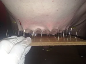 Otrok hladá Dominu na lekcie, alebo aj pod otrockú zmluvu