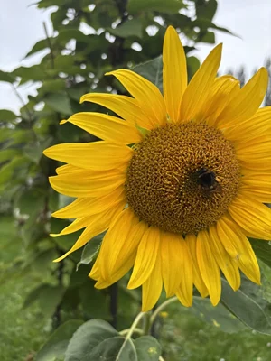 Vánoční dárek pro Madam?