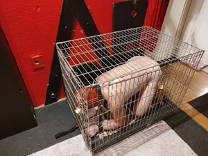 BDSM PARTY NA TROJCE 